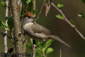 blackcap_2025_07.JPG