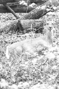 0L8A0762B&W.jpg