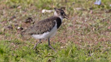 Lapwing chick_02.jpg