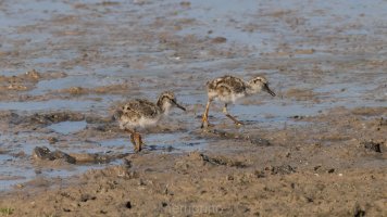 Common redshank chicks.jpg
