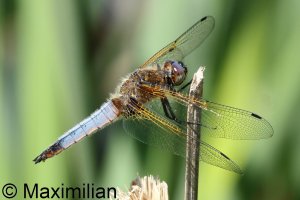 scarce_chaser_2025_11.JPG