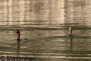 grebe_l_2025_01.JPG