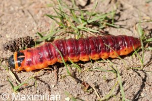 goat_moth_2025_01.JPG