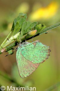 green_hairstreak_2024_01.JPG