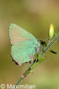 green_hairstreak_2024_02.JPG