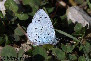 holly_blue_2025_01.JPG