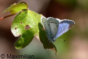 holly_blue_2025_02.JPG