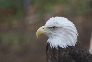 Bald Eagle.jpg