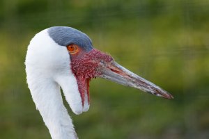 Wattled Crane.jpg