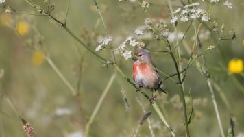 Common linnet male_03.jpg