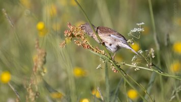 Common linnet female_02.jpg