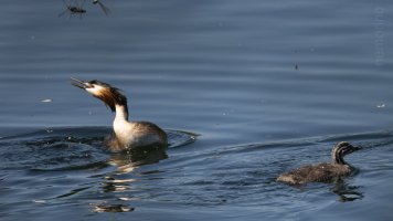 Haubentaucher und Libellen.jpg