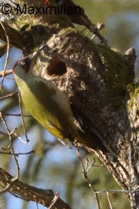 green_woodpecker_2025_02.JPG