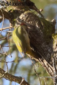 green_woodpecker_2025_03.JPG
