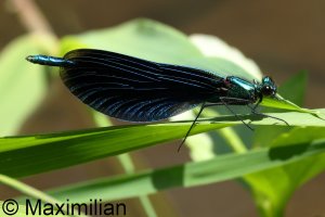 demoiselle_2025_01.JPG