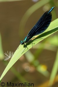 demoiselle_2025_02.JPG