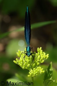 demoiselle_2025_03.JPG