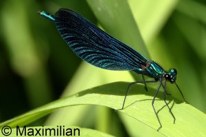demoiselle_2025_04.JPG