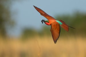 Birds-8-Southern-Carmine-Bee-eater-in-flight-with-prey.jpg
