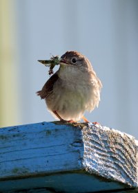 K41A8247 picasa crop ps3 fix.jpg