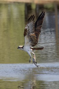 _38A5851-Enhanced-NR tightcrop_small.jpg