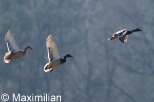 mallard_2025_01.JPG