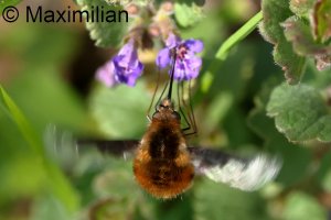 bee_fly_2025_01.JPG