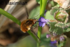 bee_fly_2025_02.JPG