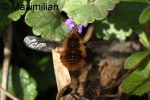bee_fly_2025_03.JPG