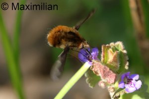 bee_fly_2025_04.JPG