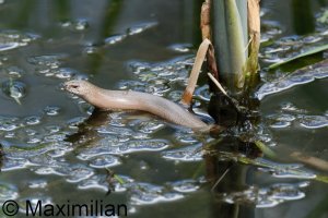 slow_worm_2025_02.JPG