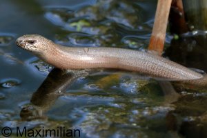 slow_worm_2025_03.JPG