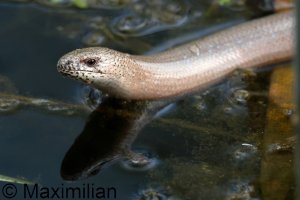 slow_worm_2025_04.JPG