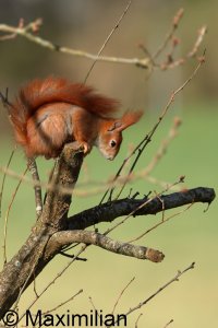 squirrel_2025_03.JPG