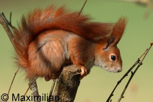 squirrel_2025_04.JPG