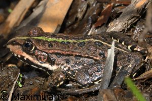 water_frog_2025_01.JPG
