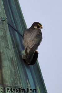 peregrine_2025_24.JPG