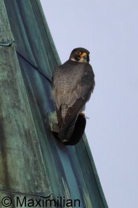 peregrine_2025_25.JPG