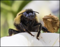 4258_Bumble II.jpg