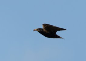 3R3A4573-DxO_Starling_flying+insects-tsm.jpeg