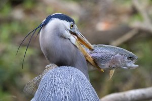 GBH wih Trout QS.jpg