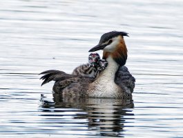 6L8A5339-DxO_Great_Crested_Grebe+Chicks_shaut.jpg