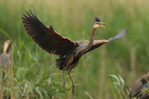 Purpurreiher 2 Wagbachniederung 22_05_2020.JPG