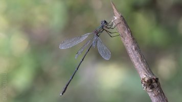 2025-05-29 20-50-04 (B,R8,S4)30-Bearbeitet.jpg