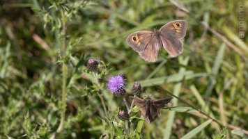 Meadow brown.jpg