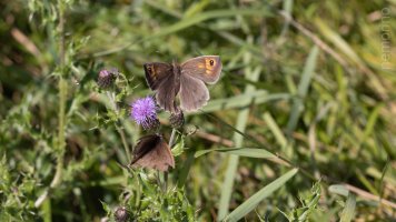 Meadow brown_02.jpg
