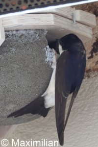 house_martin_2025_01.JPG
