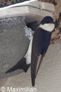 house_martin_2025_02.JPG