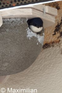 house_martin_2025_04.JPG