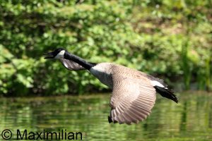 goose_Canada_2025_17.JPG
